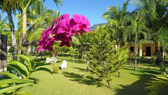 Panglao Resort sale palm garden